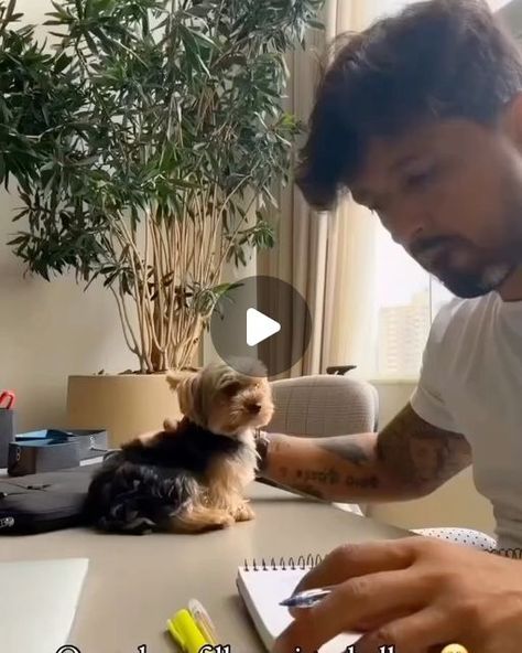 Yorkshire Terrier on Instagram: "Let's study with us

📽️ @menordoplaneta_jj @lea_and_loki_yorkies @duckytheyorkie

Shop T-Shirts Yorkshireterrie 👕 ⤵️
💛 LINK IN OUR BIO💛 

———————————————
Worldwide Shipping ✈️🌎 👕 
100% Satisfaction Guarantieed
We are sure you will like it 😘

#yorkiepuppies #yorkiepuppies #puppylove #petlovers #yorkieboy #yorkiesofig #yorkiegram #yorkies #pet #yorkienation #yorkshirelovers #cutedog #instayorkie #yorkiefamous #yorkielover #cutedogs #doglove #yorkiegirl #doglovers #puppy #yorkiesofinstagram #yorkielovers #terrier #instadog #puppiesofinstagram #yorkie" Yorkie Terrier Puppy, Yorkie Puppy Cut, Biewer Yorkshire, Yorkshire Terrier Funny, Yorkshire Puppies, Yorkie Poodle, Yorkie Haircuts, Teacup Yorkie Puppy, Puppy Cut