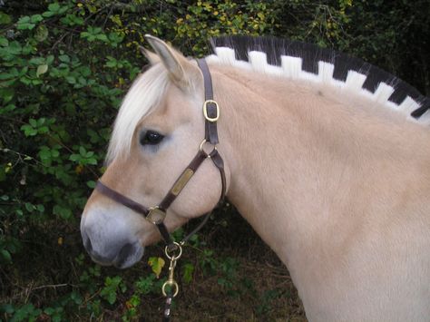 Stemming from western Norway, the Fjord horse is unique due to the stripe down its mane. Owners trim the mane to create a distinct design Horse Braiding, Fjord Horse, Horse Clipping, Horse Mane, Horse Colors, Horse Grooming, Horse Crazy, Hobby Horse, Draft Horses