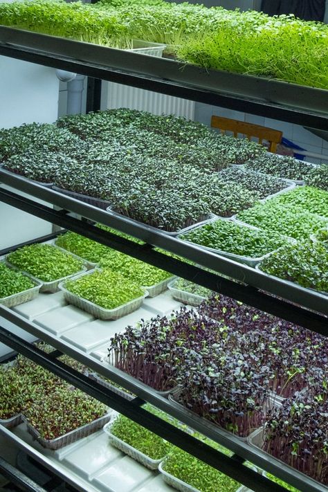 Read this before you start your microgreen farm in India. Microgreens Garden, Green Therapy, Indoor Farming, Vegetable Garden Planner, Hydroponic Farming, Farming Business, Growing Microgreens, Vertical Farming, Vegetable Garden Diy