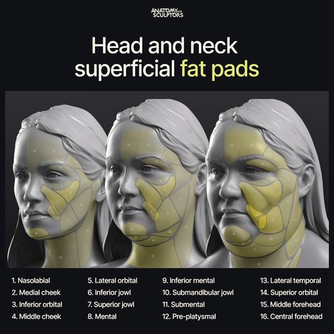 ArtStation - Head and neck superficial fat pads Human Face Anatomy, Fat Anatomy, Face Muscles Anatomy, Animation Anatomy, Neck Reference, Anatomy For Sculptors, Learn Anatomy, Face Muscles, Animated Anatomy