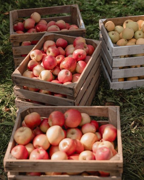 Apple picking with the fam🍏🍎 #applepicking #appleseason #appleorchard #appleorchardphotoshoot #apple #fall #fallvibes Apple Orchard Photography, Dreams Aesthetic, Apple Garden, Apple Spice, Apple Farm, Apple Season, Cottage Garden Design, Fall Apples, Apple Harvest