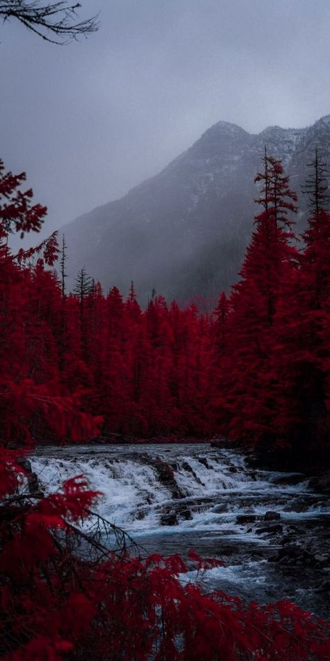 Fantasy Vibes, Burgundy Aesthetic, Magic Realms, From Blood And Ash, Blood And Ash, Artful Ashes, Ashes Series, Book Cover Template, Short Messages