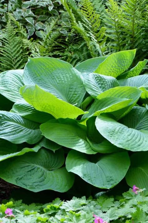 Hosta blue angel Types Of Hosta Plants, Blue Angel Hosta, Guacamole Hosta, Hosta August Moon, White Feather Hosta, Types Of Hostas, Hosta Blue Angel, Hosta June, Hosta Guacamole