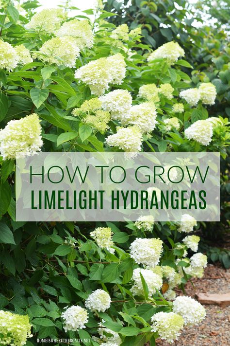 Limelight Hydrangeas, Hydrangea Landscaping, Fall Planting, Limelight Hydrangea, Sun Loving Plants, Hydrangea Care, Growing Hydrangeas, Hydrangea Garden, Hydrangea Not Blooming