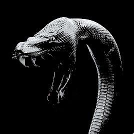 Black Serpent Aesthetic, Viper Snake Aesthetic, Snake Icon Aesthetic, Snake Aesthetic Dark, Black Snake Aesthetic, The Tower Reversed, Reptiles Aesthetic, Misandry Aesthetic, Viper Aesthetic