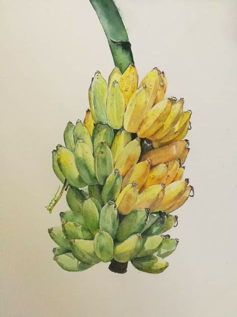 Jackfruit Drawing, Banana Tree Watercolor, Banana Tree Painting, Banana Tree Drawing, Banana Tree Illustration, Honduras Poster, Banana Watercolor, Banana Drawing, Banana Illustration