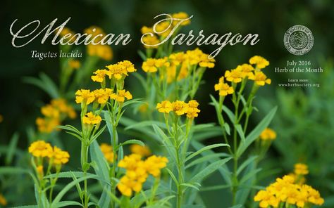 Herb of the Month: Mexican Tarragon Mexican Tarragon, Mexican Marigold, Common Sunflower, Tarragon Recipes, Herb Garden In Kitchen, Black Licorice, Golden Flower, Hardy Plants, Botanical Painting