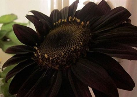 Sunflower Seedlings, Garden Design Ideas On A Budget, Sunflower Plant, Black Sunflower, Goth Garden, Planting Sunflowers, Gothic Garden, Midnight Garden, Black Garden