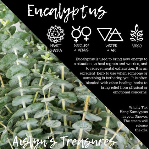 Eucalyptus Eucalyptus Meaning, Eucalyptus Uses, Eucalyptus Benefits, Eucalyptus Properties, Eucalyptus Spiritual Meaning, Eucalyptus Spell Uses, Eucalyptus Smudge, Eucalyptus Properties Magic, Eucalyptus Meaning Witchcraft