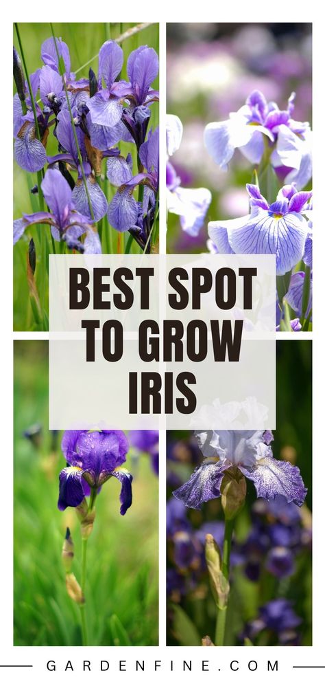 Save this pin to learn where to plant iris for a vibrant garden! Find the best location to grow your own beautiful irises and elevate your gardening game. #PlantingIris #GardeningTips Iris Landscaping Ideas, Planting Iris Bulbs, Iris Garden Landscaping, Iris Landscaping, Iris In Garden, How To Plant Iris Bulbs, When To Plant Iris Bulbs, Iris Garden Ideas, Where To Plant Irises