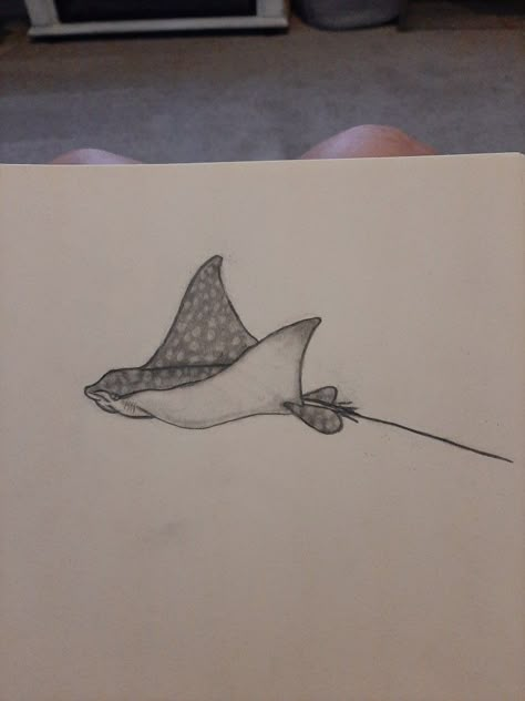 Spotted Stingray Drawing, Manta Ray Drawing Step By Step, Drawings Of Stingrays, Spotted Eagle Ray Drawing, How To Draw Underwater Scene, Sting Ray Sketch, Sting Ray Drawings, Eagle Ray Drawing, Stingray Sketch