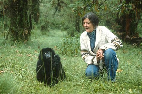 Woman In Nature, Gorillas In The Mist, Dian Fossey, Baby Gorilla, Gorilla Gorilla, Baby Gorillas, 26 December, Theory Of Evolution, Mountain Gorilla