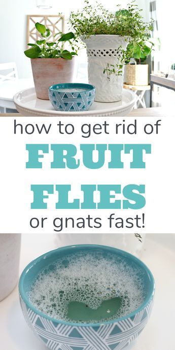 How To Get Rid Of Gnats, Clean Hacks, Deep Cleaning Hacks, Cleaning Painted Walls, Deep Cleaning Tips, Organizing Hacks, Fruit Flies, Household Cleaning Tips, Clean Dishwasher