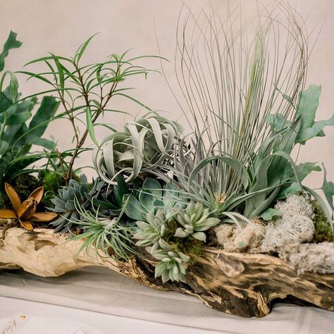 Driftwood And Flowers, Airplant Tablescape, Air Plants On Driftwood, Driftwood Centerpiece Ideas, Driftwood Flower Arrangements, Driftwood Floral Arrangements, Driftwood Table Decor, Driftwood Table Centerpiece, Driftwood Centerpiece Wedding