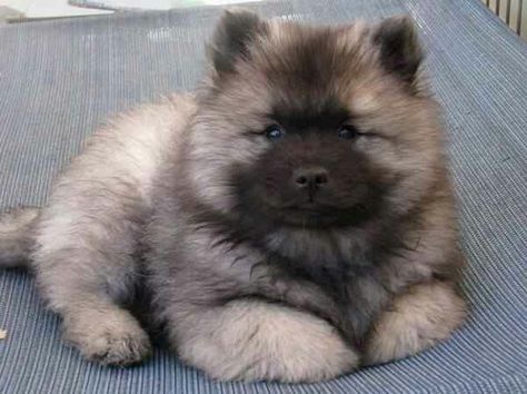 Fluffy Keeshond Puppy, Keeshond Dog, Fluffy Puppies, Dream Dog, Puppies And Kitties, Fluffy Dogs, Fluffy Animals, Cane Corso, Sphynx