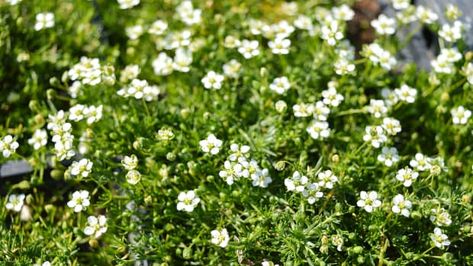 Irish Moss Ground Cover, Best Ground Cover Plants, Low Growing Ground Cover, Moss Lawn, Perennial Ground Cover, Plants Uk, Lawn Design, Irish Moss, Moss Garden