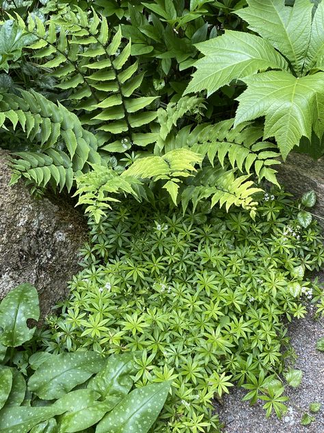 Woodland Ferns Garden, Woodland Planting Scheme, Small Water Gardens, Ferns Garden, Outside Plants, Hosta Gardens, Cottage Garden Plants, Forest Garden, Woodland Garden