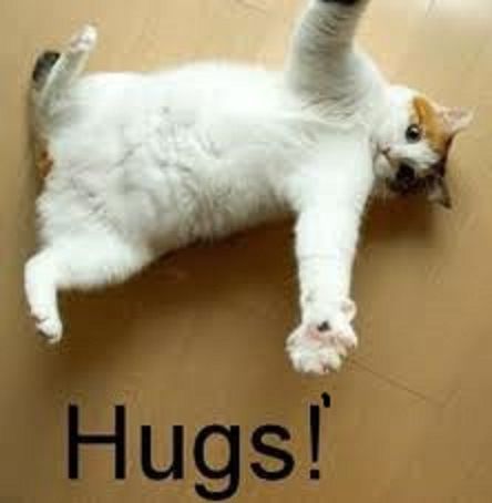 HUGS: The Universal Language « catnipoflife Cute Hug, Cat Hug, Gorgeous Cats, Curious Cat, Funny Animal Memes, Funny Cat Videos, Animal Photo, Humane Society, Animal Memes