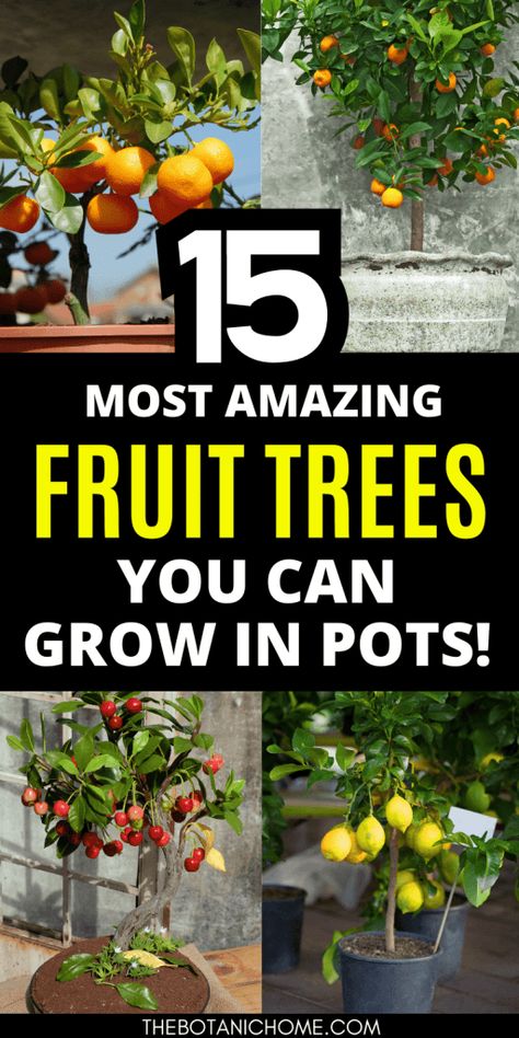 Zone 7 Fruit Trees, Fruit Tree In Pot, Mini Fruit Trees, Growing Fruit Trees In Containers, Home Fruit And Vegetable Garden, Fruits To Grow In Your Garden, Home Orchard Ideas, Growing Pomegranate Trees, Fruit Tree Garden Design Backyards