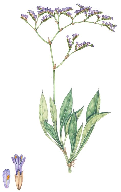 Common Sea lavender Limonium vulgare botanical illustration by Lizzie Harper Limonium Flower Tattoo, Sea Lavender Tattoo, Limonium Flower Drawing, Sea Lavender, Lavender Botanical, Sea Lavender Plant, Seaweed Botanical Illustration, Lavender Botanical Illustration, Delphinium Botanical Illustration