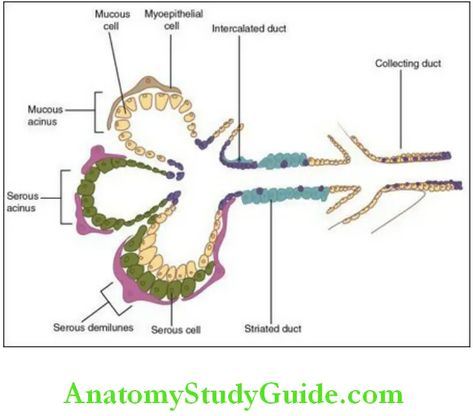 Salivary Gland Oral Histology Notes - Anatomy Study Guide Histology Notes, Notes Anatomy, Exocrine Gland, Salivary Glands, Adrenergic Receptors, Parotid Gland, Basement Membrane, Epidermal Growth Factor, Plasma Membrane