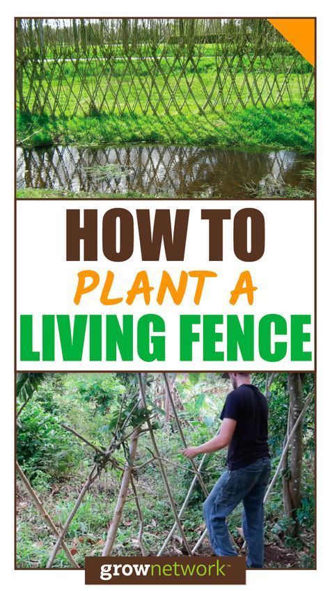 Wide Landscape, Tree Seedlings, Living Fence, Florida Gardening, Survival Gardening, Backyard Fences, How To Grow Taller, Garden Fencing, Plant Nursery