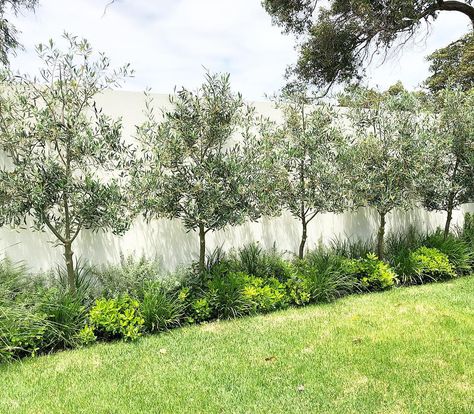 PLEACHING OLIVE TREES Well, it’s a start, they are still young! Underplanted with Pittosporum ‘Miss Muffet’ , Liriope ‘Evergreen Giant’… Preached Trees, Olive Tree Garden, Olive Trees Landscape, Olive Trees Garden, Small Garden Inspiration, Fish Hoek, Farmhouse Backyard, Grand House, Privacy Landscaping