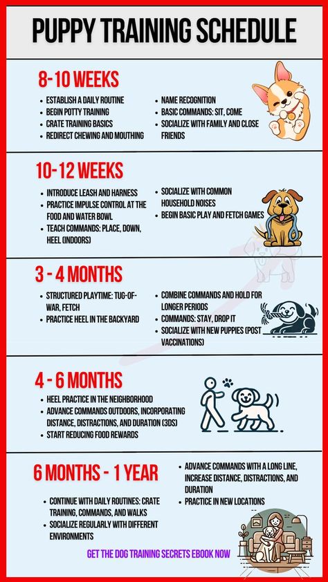 puppy training schedule Crate Training Schedule, Puppy Feeding Schedule, Puppy Schedule, Puppy Training Schedule, New Puppy Checklist, Psychiatric Service Dog, Crate Training Puppy, Puppy Crate, Puppy Mom