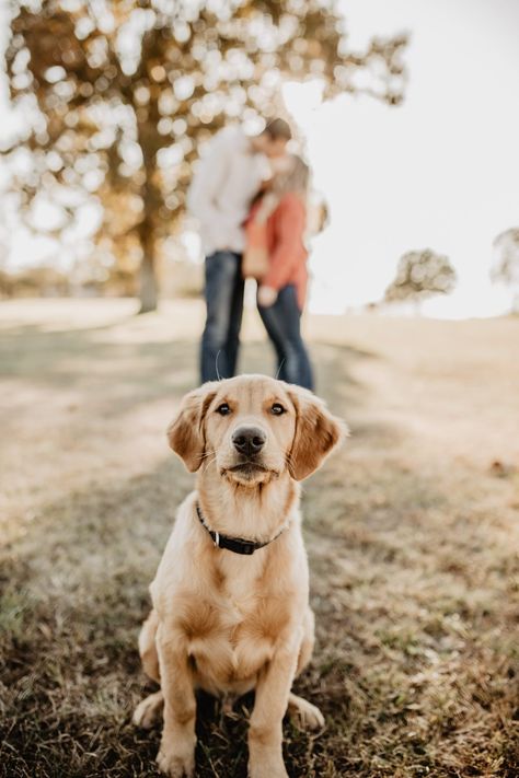 Dogs & couples, couples session, engagement session, puppies, golden retriever puppies, puppy, goldies Couple Dog, Couples With Pets, Couple With Dog Pictures, Couple And Dog Poses, Couples Pictures With Dogs, Couples With Dog, Photoshoot With Dogs Couple, Poses With Dogs, Couples And Dogs Photoshoot