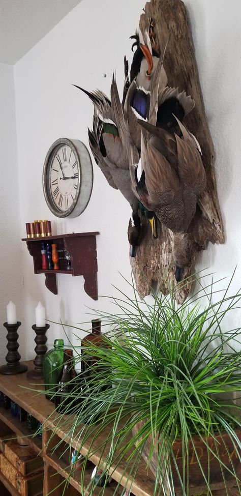 Duck Taxidermy Decor Living Rooms, Duck Mounts In Living Room, Duck Taxidermy, Duck Mounts, Taxidermy Decor Living Room, Waterfowl Decor, Hunting Living Room, Waterfowl Taxidermy, Duck Mount