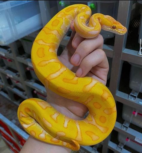 Yellow Ball Python, Ball Python Care, Yellow Python, Snake Images, Snake Photos, Cool Snakes, Pretty Snakes, Snake Wallpaper, Ball Python Morphs