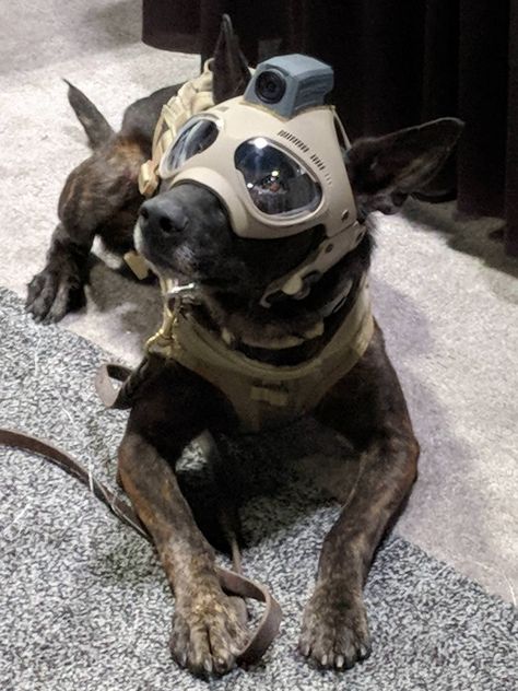 Tactical dog helmets.. The future is now! — Steemit https://steemit.com/funny/@ultraspace/tactical-dog-helmets-the-future-is-now 🐶 #funny #dogs #animals #funnydog #staff_picks #creativity Dog Armor, Dog Helmet, Military Working Dogs, Tactical Helmet, Military Dogs, Police Dogs, Belgian Malinois, Dog Gear, Working Dogs