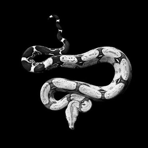 S E R P E N T Boa Constrictor Tattoo, Snake Beauty, Boa Constrictor, White Lips, Candle Night, Pit Viper, Snake Lovers, Pet Snake, Reptile Snakes