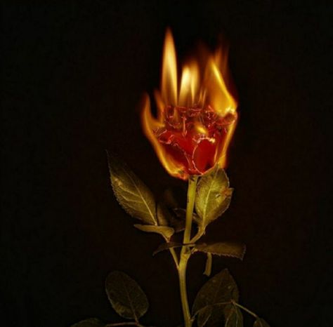 Flower On Fire, Fire Aesthetics, Rose On Fire, Still Life Portrait, Flower Fire, Burning Flowers, Burning Rose, Devil Aesthetic, Fire Icons