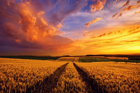 Wheat Field Sunset, Sunset Sky Clouds, Rock N Roll Aesthetic, Sunset Color Palette, Clouds Landscape, Fields Of Gold, Wheat Field, Wheat Fields, Sunset Colors