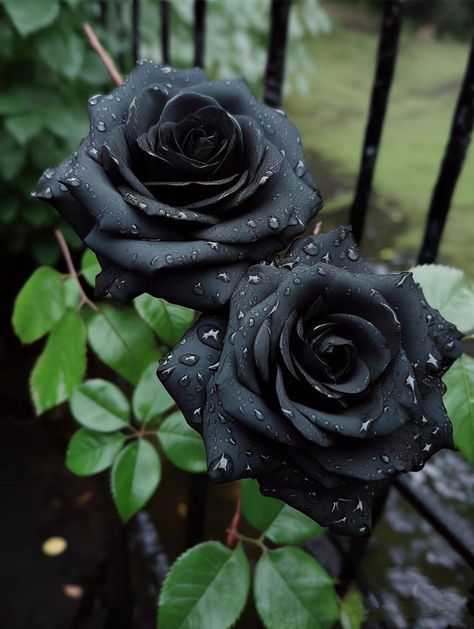 Spray Paint Flowers, Black Rose Bouquet, Black Roses Wallpaper, Black And Red Roses, Black Rose Flower, Rose Flower Pictures, Flower Gift Ideas, Lovely Flowers Wallpaper, Black Roses