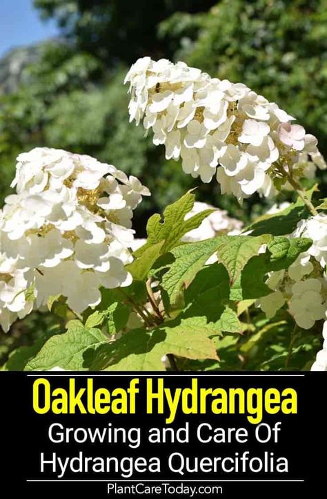 Oakleaf Hydrangea (Hydrangea quercifolia) pyramid-shaped clusters of scentless flowers, well-drained soil, no disease or insect problems Hydrangea Oak Leaf, Oak Leaf Hydrangea Care, Oakleaf Hydrangea Care, Oak Leaf Hydrangea Landscaping, Native Hydrangea, Backyard Bushes, Oakleaf Hydrangea Landscape, Georgia Landscape, Oak Leaf Hydrangea