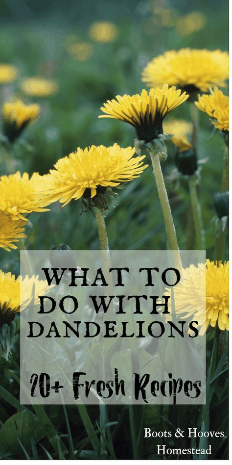 Dandelion Uses, Garden Decorations Ideas, Colourful Plants, Dandelion Benefits, Colourful Garden, Wild Foraging, Wild Food Foraging, Foraging Recipes, Edible Wild Plants