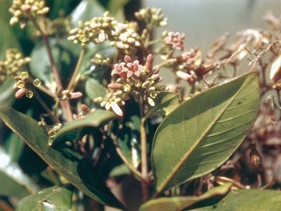 Cinchona Tree, Leg Cramps, Western Medicine, Tonic Water, Gin And Tonic, Medicinal Plants, Flowers And Leaves, Super Powers, Ecuador