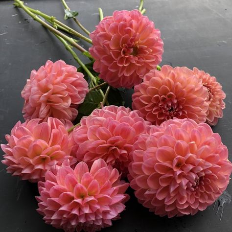 Dahlia Aesthetic, Salmon Ball, Coral Dahlia, Ball Flowers, Dahlia Garden, Flower Board, Peach Salmon, Dahlias Garden, Summer Backyard