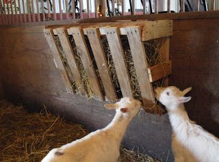 DIY pallet hay feeder....this looks fairly easy! Pallet Hay Feeder, Hay Feeder For Goats, Goat Hay Feeder, Goat Feeder, Goat Shelter, Goat Pen, Goat House, Goat Care, Goat Barn