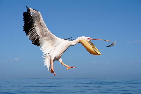 Colin Watts - Fstoppers Photo of The Day for Jul 26 2022 #fstoppers #PotD The hand fed pelicans in Walvis Bay, Namibia gave the opportunity for amazing fast action photography. Here a bird catches the fish mid air giving a sequence of perfect images taken at 30 FPS using a Sony Alpha 1 and Sigma 28-70mm lens Singapore Zoo, Action Photography, Catching Fish, Perfect Image, Nature Images, Animals Images, Nature Photos, Hd Photos, View Photos