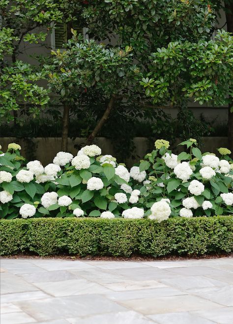 Landscape Outside Fence, Landscaping Under Windows Backyards, Modern Tudor Landscaping, Box Hedge And Hydrangea, Hedges And Hydrangeas, Hydrangea Lined Driveway, Hydrangea Front Yard, Hydrangea Garden Front Yard, Hydrangea Landscaping Colonial House