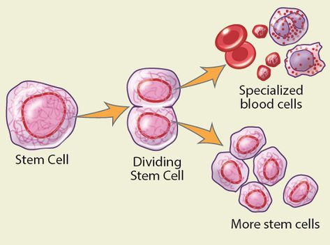 Clinical Nurse, Patient Portal, Teaching Biology, Patient Education, White Blood Cells, Bone Marrow, Blood Cells, Stem Activities, Stem Cells