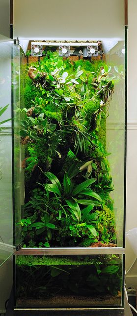 Orchidarium by e-marion 03/05/2010 Water Terrarium, Orchid Terrarium, Frog Terrarium, Aquarium Terrarium, Nature Aquarium, Aquascape Aquarium, Moss Garden, Vivarium, Aquarium Fish Tank