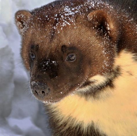 Wolverine Animal Aesthetic, Wolverine Fursona, Wolverines Animal, Wolverine Animal, Snow Animals, Wolf Images, Lots Of Cats, Pretty Animals, Little Critter