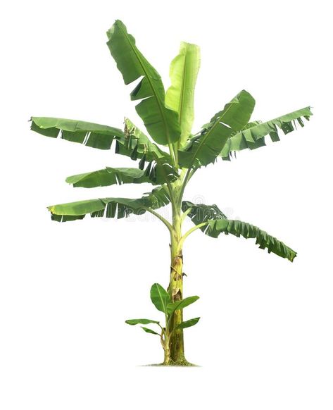 Banana tree isolated on a white background with clipping paths royalty free stock images Banana Trees Drawing, Banana Tree Png, Banana Tree Drawing, Banana Tree Wallpaper, Plants White Background, Banana Trees, Banana Plant, Watercolor Scenery, Tree Background