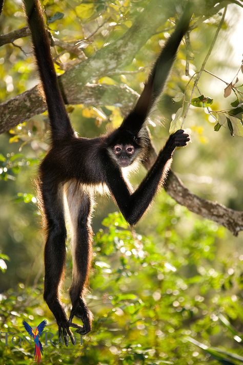 Ugly Monkey, Spider Monkeys, Monkey Photography, Spider Pictures, Monkey World, Animals Tattoo, Spider Monkey, Monkey Pictures, Monkey Art