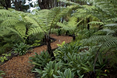 Bark path through the native tree ferns and kauri at Omaio garden, Matakana, New Zealand Nz Native Garden, Nz Native Plants, New Zealand Garden, Native Garden Ideas, Nz Garden, Native Plant Landscape, Native Landscaping, Fern Garden, Bush Garden