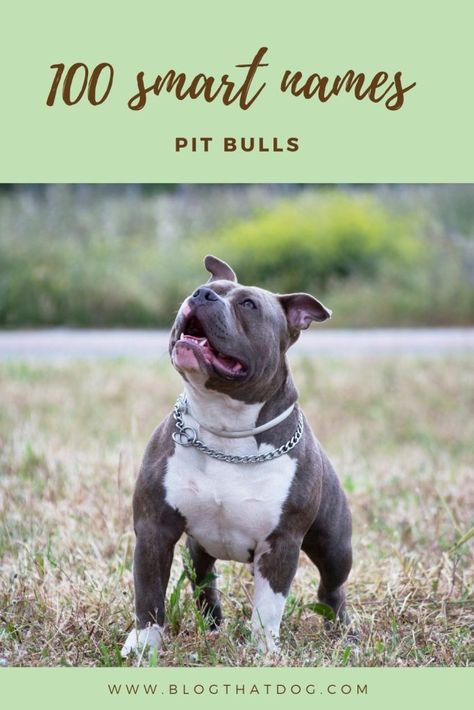 Girl Pitbull Names, Male Pitbull Names, Female Pitbull Names, Pitbull Puppy Names, Pocket Pitbull, American Pitbull Dog, Pitbull Boxer Mix, Female Pitbull, Pit Bull Care